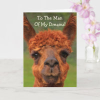 Romantic Llama "Man Of My Dreams" Birthday