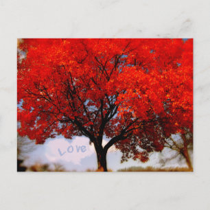 Romantic Love is in the Air Red Fall Tree Postcard