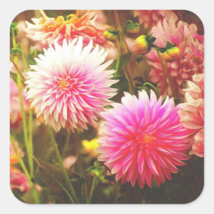 Romantic Pink Dahlia Garden Square Sticker