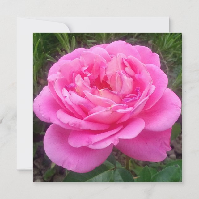 Romantic Pink Rose 'Leonardo Da Vinci'   Card (Front)