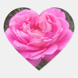 Romantic Pink Rose 'Leonardo Da Vinci' Heart Sticker