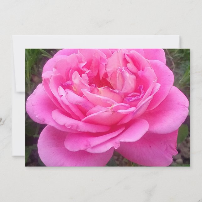Romantic Pink Rose 'Leonardo Da Vinci'             Invitation (Front)
