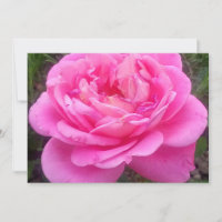 Romantic Pink Rose 'Leonardo Da Vinci'