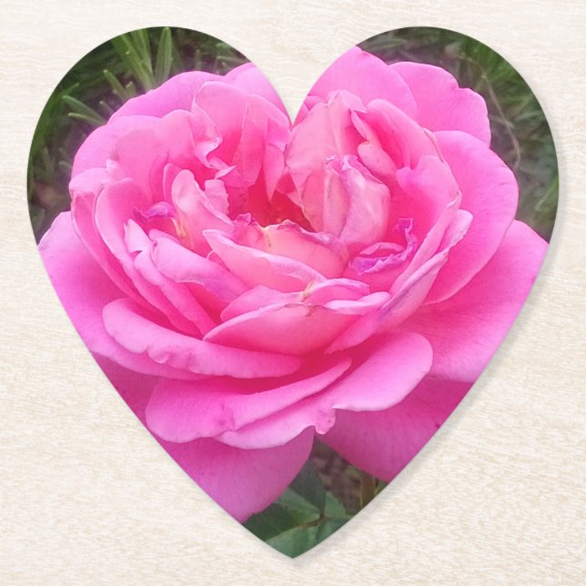 Romantic Pink Rose 'Leonardo Da Vinci'   Paper Coaster (Front)