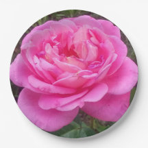 Romantic Pink Rose 'Leonardo Da Vinci'   