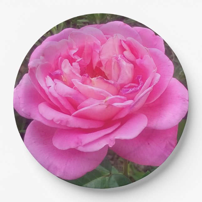 Romantic Pink Rose 'Leonardo Da Vinci'    Paper Plate (Front)