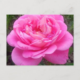 Romantic Pink Rose 'Leonardo Da Vinci' Postcard