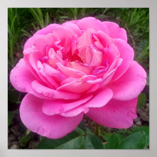 Romantic Pink Rose 'Leonardo Da Vinci' Poster