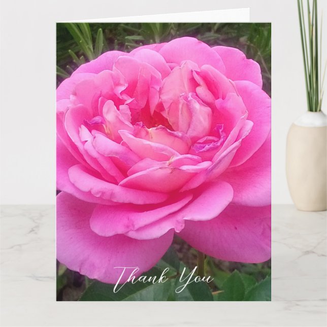 Romantic Pink Rose 'Leonardo Da Vinci'   Thank You Card (Front)