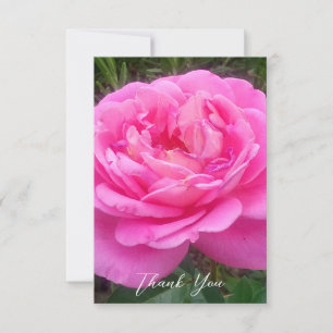Romantic Pink Rose 'Leonardo Da Vinci'    Thank You Card