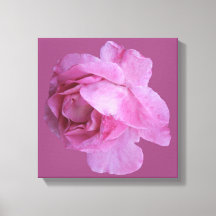 Romantic pink rose modern floral boho chic fancy