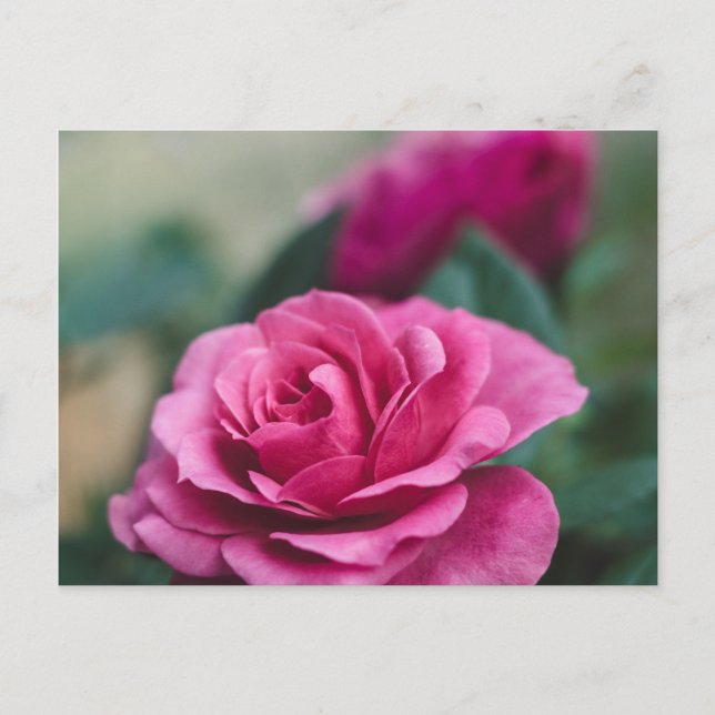 Romantic Pink Rose Postcard (Front)