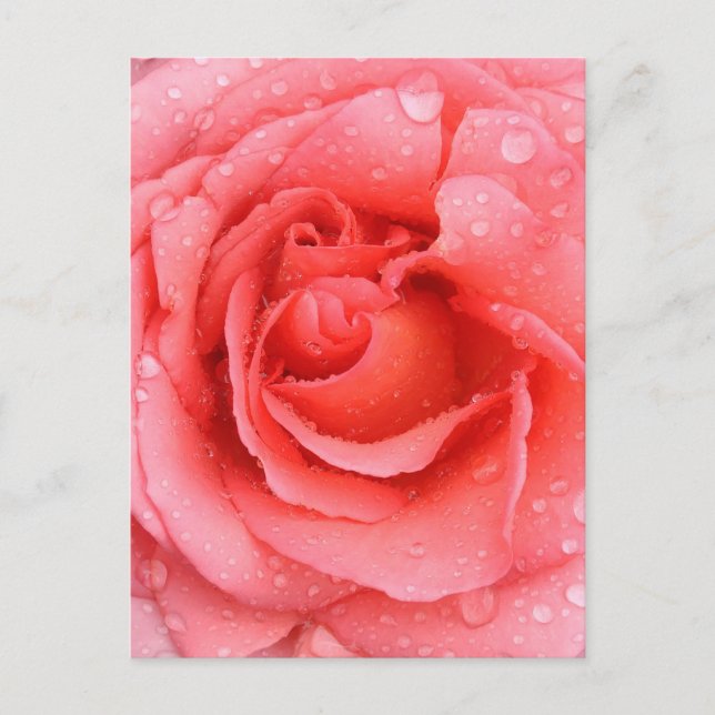 Romantic Pink Rose Water Drops Postcard (Front)