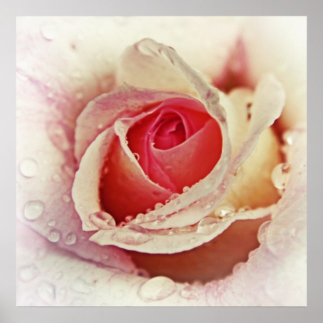 Romantic Pink Rose with Raindrops Flower Macro Poster (Front)