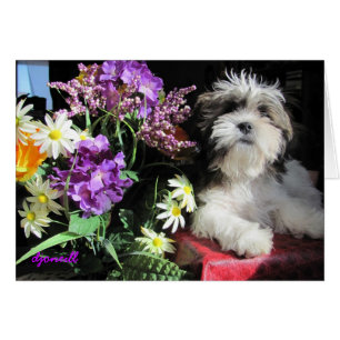 Romantic puppy surprise?