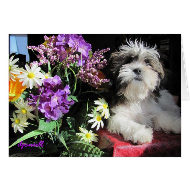 Romantic puppy surprise? (Front Horizontal)