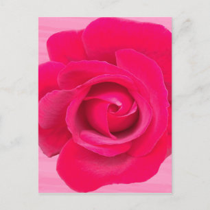 Romantic Red Pink Rose Postcard