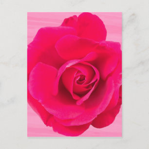 Romantic Red Pink Rose v2 Postcard