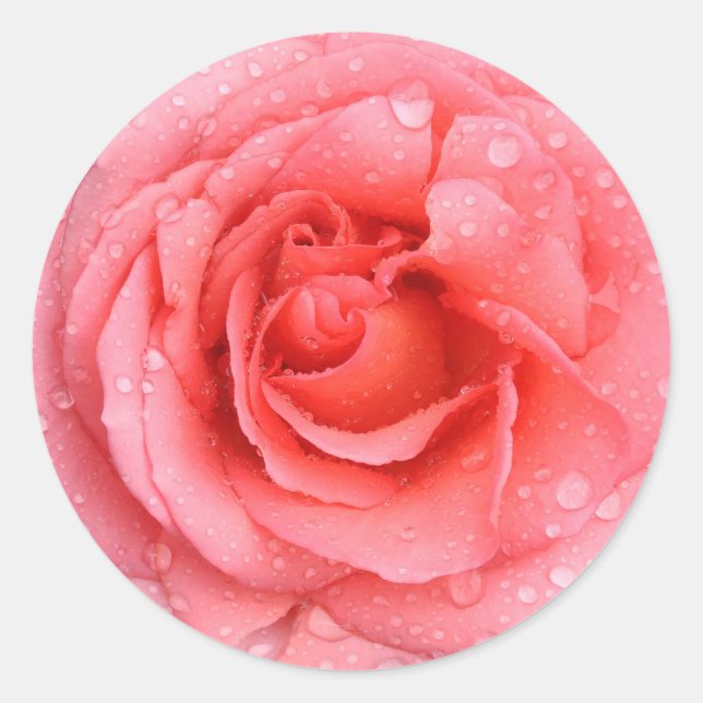 Romantic Red Pink Rose Water Drops Classic Round Sticker (Front)