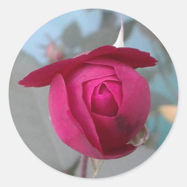 Romantic Red Rose  Classic Round Sticker (Front)