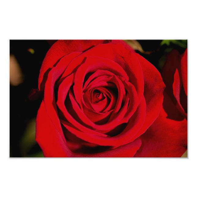 Romantic Red Rose Photo Print (Front)