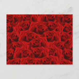  Romantic Red Rose Postcard