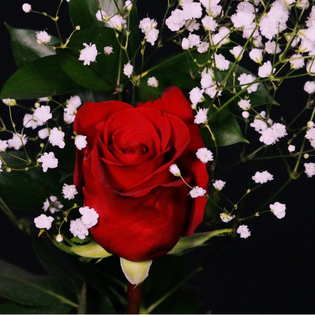 Romantic Red Rose Valentin's Card (Creator Uploaded)