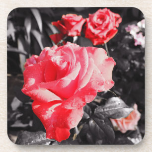 Romantic Red Roses Coaster