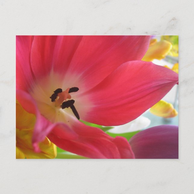 Romantic Red Tulip Postcard (Front)