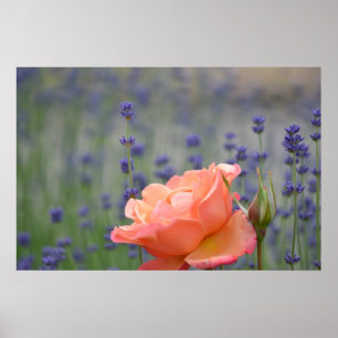 Romantic Rose and Lavender Poster