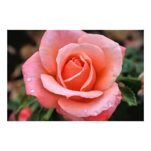 Romantic Rose Botanical Art Print