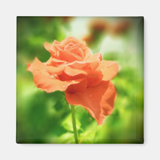 Romantic Rose Flowers #2 Magnet (Front)