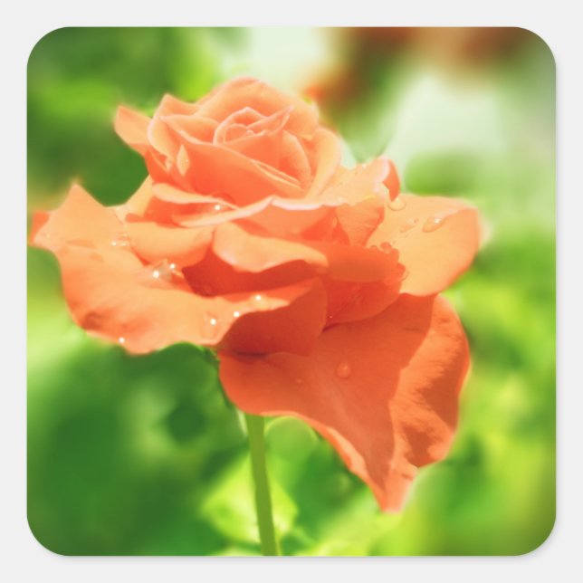 Romantic Rose Flowers #2 Square Sticker (Front)