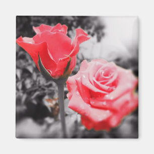 Romantic Roses Magnet