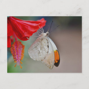 Romantic Safari Floral Bridal Shower Peace Destiny Invitation Postcard