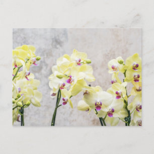 Romantic Safari Floral Guest Bridal Shower Destiny Invitation Postcard
