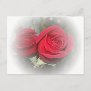Romantic Soft Red Roses Postcard
