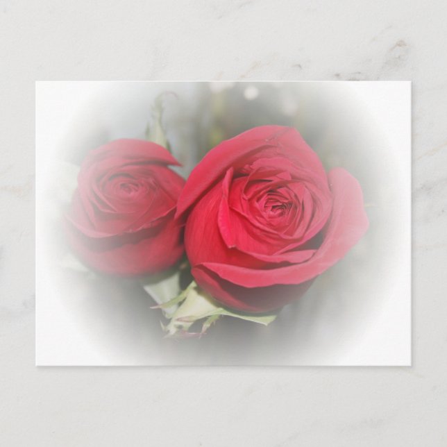 Romantic Soft Red Roses Postcard (Front)