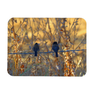 Romantic sparrow bird couple on a wire, 3" x 4" magnet