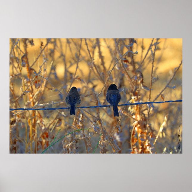 Romantic sparrow bird couple, up to 36"x24" Photo Poster (Front)