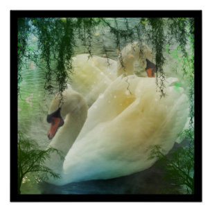 Romantic Spring Swan Lake White Swans Poster