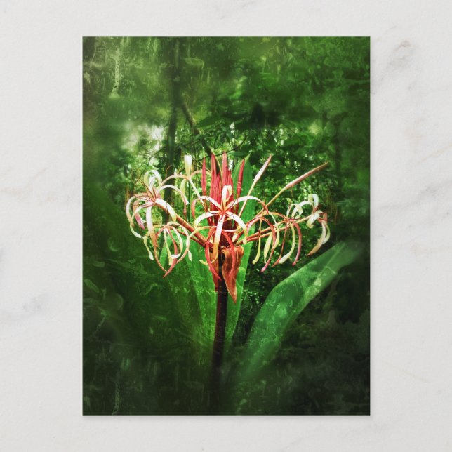 Romantic vintage red spider lily postcard (Front)
