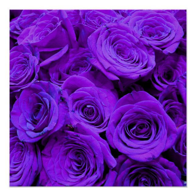 romantic violet purple roses, pretty rose bouquet poster (Front)