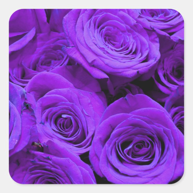 romantic violet purple roses, pretty rose bouquet square sticker (Front)