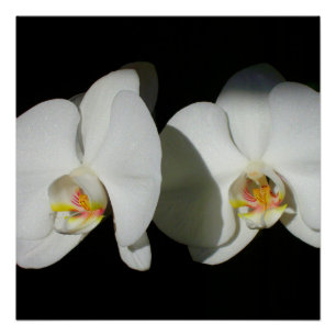 Romantic White Orchids, tropical floral photo Poster