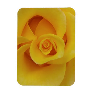 Romantic Yellow Rose Petals Magnet