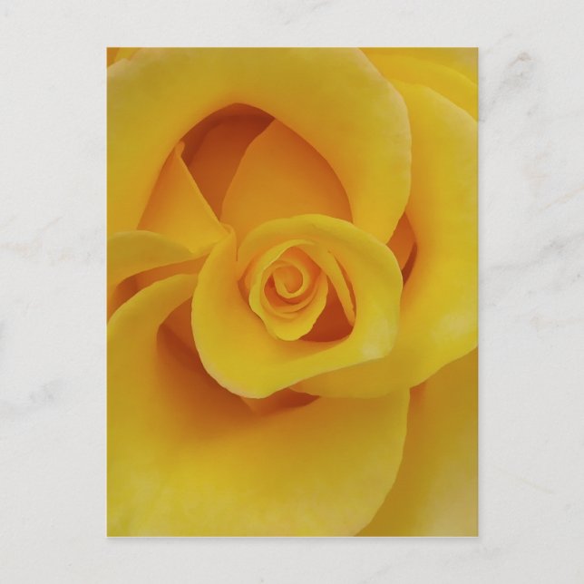 Romantic Yellow Rose Petals Postcard (Front)