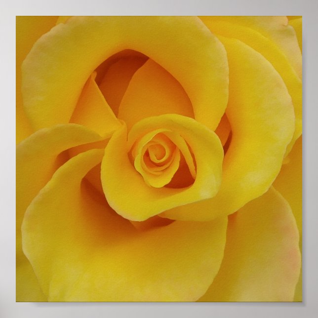 Romantic Yellow Rose Petals Poster (Front)