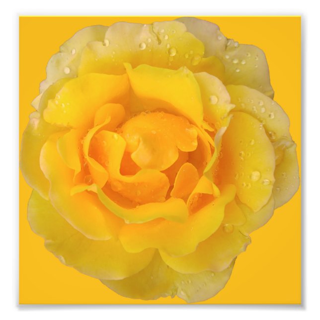 Romantic Yellow Rose Water Drops Photo Print (Front)