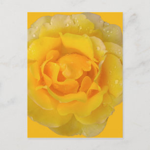 Romantic Yellow Rose Water Drops Postcard